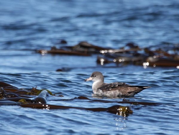 Pink-footed Shearwater